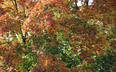 19. Sonntag nach Trinitatis
